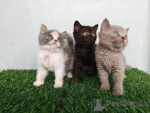 Photo №1. british shorthair - for sale in the city of Helsinki | 723$ | Announcement № 161083