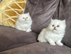 Photo №1. persian cat - for sale in the city of Valencia de alcántara | negotiated | Announcement № 176397