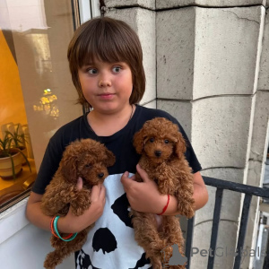 Photo №1. poodle (toy) - for sale in the city of Kreysfreie Stadt Frankfurt Am Main | 689$ | Announcement № 166699