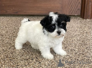 Photo №1. havanese dog - for sale in the city of Granada | negotiated | Announcement № 175882