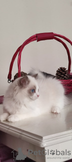 Photo №4. I will sell ragdoll in the city of Стамбул. breeder - price - 1321$