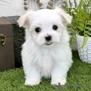 Photo №1. maltese dog - for sale in the city of California | 500$ | Announcement № 147417