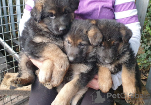 Photo №1. german shepherd - for sale in the city of Prešov | 364$ | Announcement № 29259