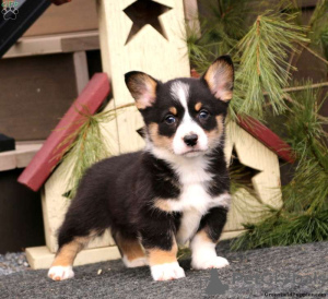 Photo №2 to announcement № 63526 for the sale of welsh corgi - buy in United States 