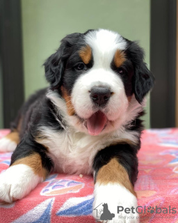 Photo №3. Gorgeous Bernese Mountain Puppies for sale. Germany