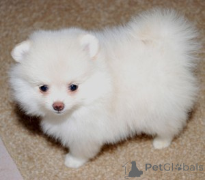 Photo №1.  - for sale in the city of Berlin | 282$ | Announcement № 143873