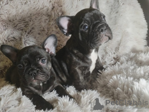 Photo №2 to announcement № 98234 for the sale of french bulldog - buy in Germany private announcement