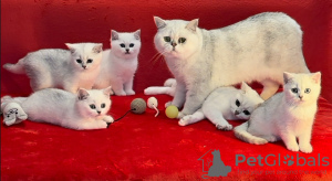 Photo №1. british shorthair - for sale in the city of Лиепая | 2642$ | Announcement № 87994