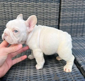 Photo №3. Small in size but full of personality This French Bulldog puppy is playful,. Czech Republic