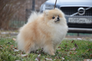 Photo №1. pomeranian - for sale in the city of Moscow | 1039$ | Announcement № 4407