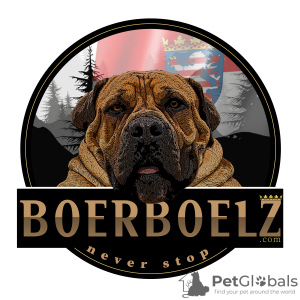 Photo №1. Boerboels in the city of Gedern. Price - negotiated. Announcement № 88044