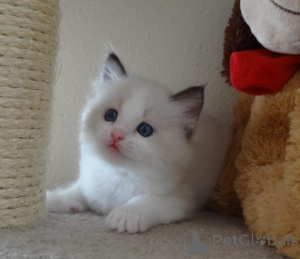 Photo №2 to announcement № 174620 for the sale of ragdoll - buy in Finland 