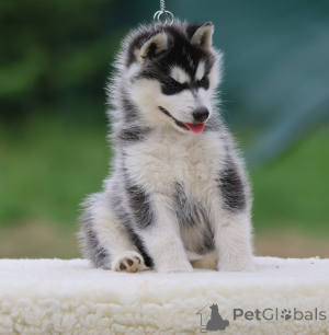 Photo №3. Siberian Husky available for sale. France