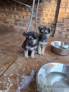 Photo №2 to announcement № 170299 for the sale of german shepherd - buy in United States 