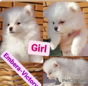 Photo №1. pomeranian - for sale in the city of Kharkov | 1074$ | Announcement № 8229