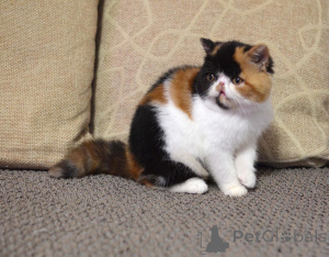 Photo №1. persian cat - for sale in the city of Berlin | negotiated | Announcement № 165336