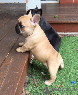 Photo №4. I will sell french bulldog in the city of Finnholmen. private announcement - price - 1781$