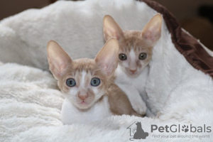 Photo №2 to announcement № 129444 for the sale of cornish rex - buy in Finland private announcement