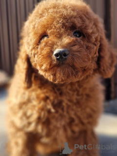 Photo №2 to announcement № 137238 for the sale of poodle (toy) - buy in Ukraine private announcement, from the shelter, breeder