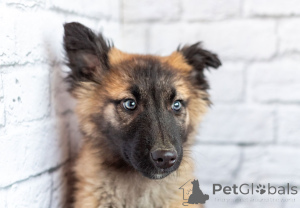 Photo №3. Michelle is an active little bear in good caring hands!. Russian Federation