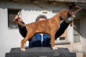 Photo №2 to announcement № 138933 for the sale of boxer - buy in Serbia breeder