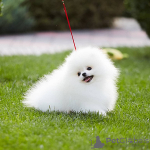 Photo №4. I will sell pomeranian in the city of Würzburg. private announcement - price - 402$