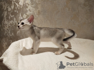 Photo №2 to announcement № 41776 for the sale of abyssinian cat - buy in Russian Federation private announcement