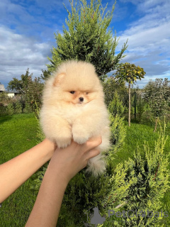 Photo №4. I will sell pomeranian in the city of Saarbrücken. private announcement - price - 280$