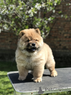 Photo №3. Chow Chow Puppies for Sale! Štenci Na Prodaju!. Serbia