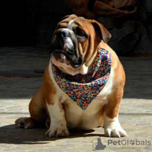 Photo №2 to announcement № 99084 for the sale of english bulldog - buy in Serbia breeder