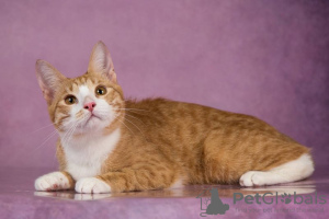 Photo №3. Garik is a cat without a tail, affectionate, smart, looking for a home.. Russian Federation