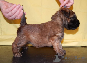 Photo №3. Irish Soft Coated Wheat Terrier. Russian Federation