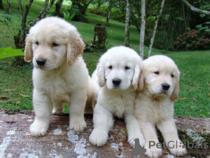 Photo №2 to announcement № 132321 for the sale of golden retriever - buy in Germany 