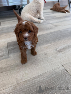 Photo №4. I will sell non-pedigree dogs in the city of Berlin. breeder - price - negotiated