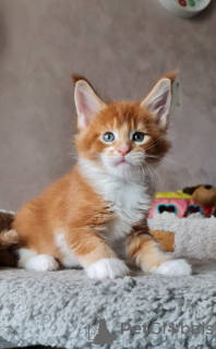 Photo №4. I will sell maine coon in the city of York. private announcement - price - 423$