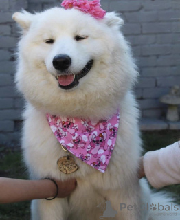 Photo №4. I will sell samoyed dog in the city of Nottingham. private announcement - price - 473$