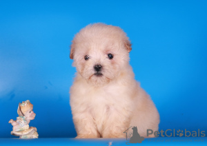 Additional photos: Maltipoo F1 puppies girls mini