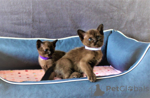 Photo №1. burmese cat - for sale in the city of Bergheim | 329$ | Announcement № 149726