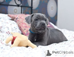 Photo №1. staffordshire bull terrier - for sale in the city of UNNA | 599$ | Announcement № 175471