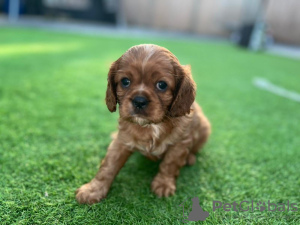 Photo №3. Cavalier King Charles puppy for sale. Germany