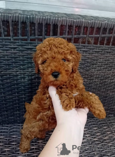 Photo №4. I will sell poodle (toy) in the city of Zrenjanin. breeder - price - 740$