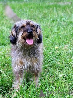 Photo №1. non-pedigree dogs - for sale in the city of St. Petersburg | Is free | Announcement № 163725