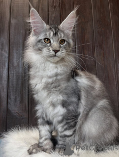 Photo №1. maine coon - for sale in the city of Alabama | 1$ | Announcement № 161211
