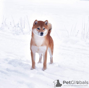 Photo №2 to announcement № 9150 for the sale of shiba inu - buy in Russian Federation from nursery