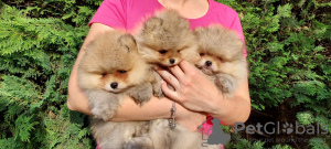 Photo №1. pomeranian - for sale in the city of Banja Luka | negotiated | Announcement № 55796