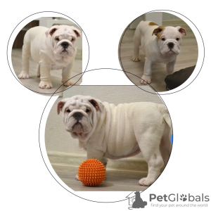 Photo №1. english bulldog - for sale in the city of Москва | negotiated | Announcement № 8035