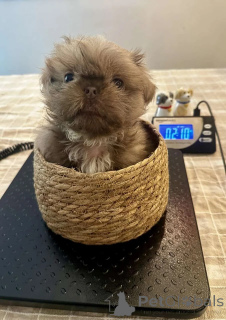 Photo №4. I will sell shih tzu in the city of Bad Münsteerefel. private announcement - price - 434$