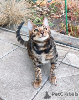 Photo №1. bengal cat - for sale in the city of Wiener Neustadt | 706$ | Announcement № 153415
