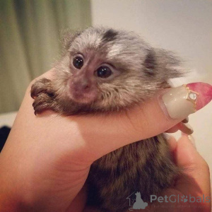 Photo №2 to announcement № 161743 for the sale of  - buy in Romania 