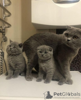 Photo №1. scottish fold - for sale in the city of Братислава | 264$ | Announcement № 117062